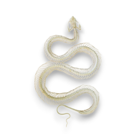 Trimeresurus Albolabris