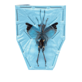 Blue azureus coloracris sprinkhaan