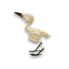 Pycnonotus Aurigaster