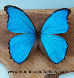 Morpho Didius