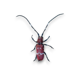 Callimation Venustem