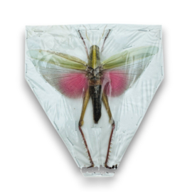 Chondacris rosea Female