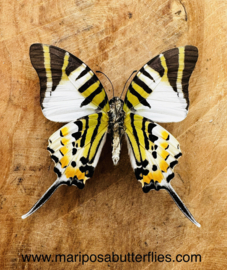 Graphium Decolor A-