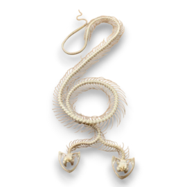 Trimeresurus Albolabris