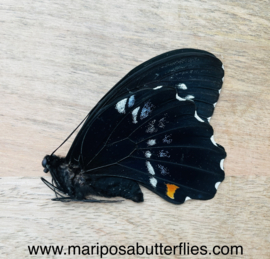 Papilio Gambrisius raksasa