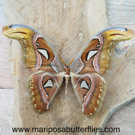 Attacus Atlas