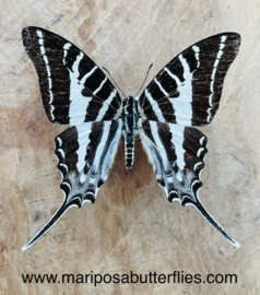 Graphium Aristeus A-