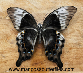 Papilio peranthus adamantius