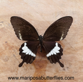 Papilio polytes female