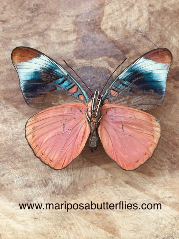 Panacea Prola Losse Vlinders Motten Unmounted Mariposabutterflies