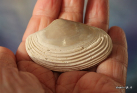 schelp fossiel