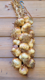 Streng gerookte knoflook (1,5 kilo, circa 15 bollen)