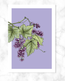 Ansichtkaart 'Druiven'