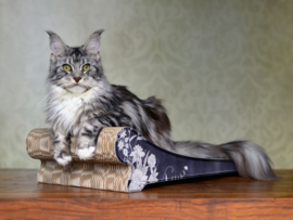 Cat-On Lounger