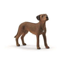 Rhodesian Ridgeback (schleich)