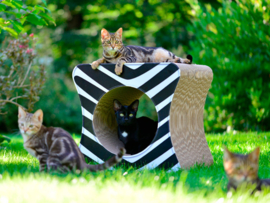 Cat-On Le Cube