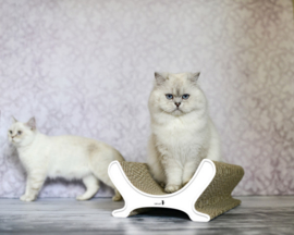 Cat-On Le Panier