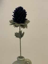 Distel Nachtblauw