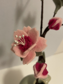 Kersenbloesem roze
