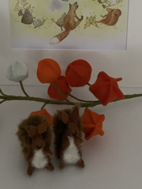 Eichhörnchen