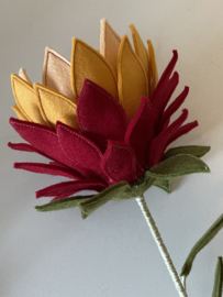 Protea rood - oranje