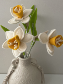 Narcis - Meerdere kleuren