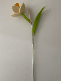 Narcis - Meerdere kleuren