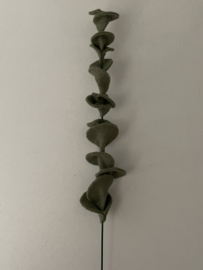 Eucalyptus
