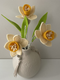 Narcis - Meerdere kleuren