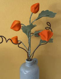 Lampionplant (Physalis)