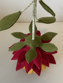 Protea rood - oranje