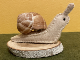 Schnecke beige