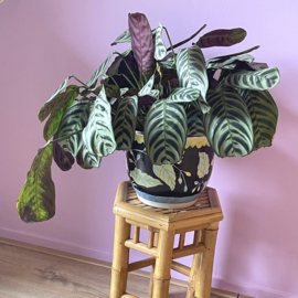 Chinese bloempot