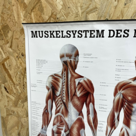 Duitse anatomie poster