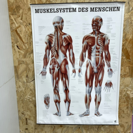 Duitse anatomie poster
