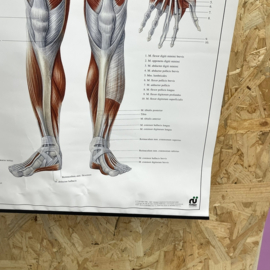 Duitse anatomie poster