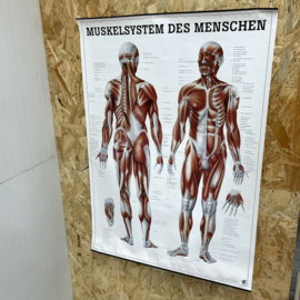 Duitse anatomie poster