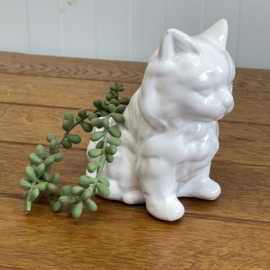 Poes bloempotje