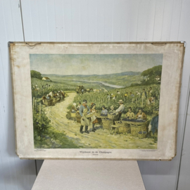 Brocante schoolplaat wijnbouw