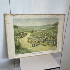 Brocante schoolplaat wijnbouw