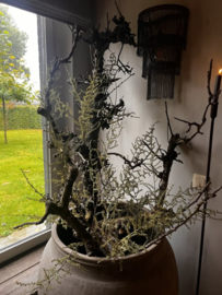 Asparagustak kunst 130cm