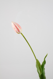 Tulp luxe roze