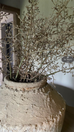Corokia tak kunst