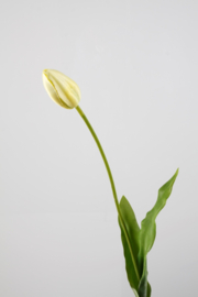 Tulp luxe wit