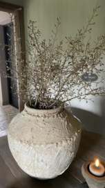 Corokia tak kunst