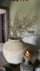 Corokia tak kunst
