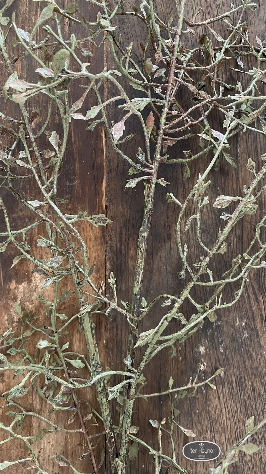 Corokia tak kunst