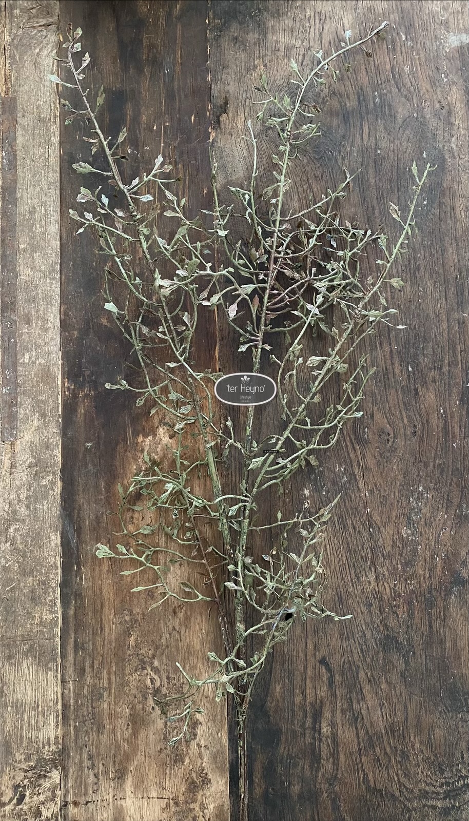 Corokia tak kunst