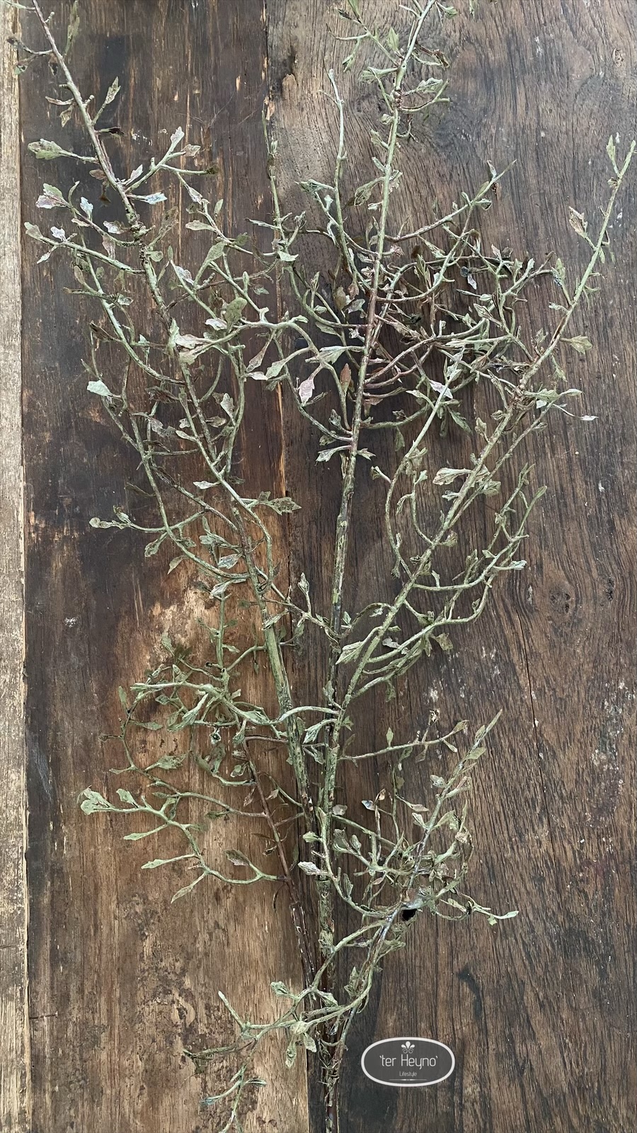 Corokia tak kunst