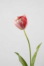 Tulp deluxe roze